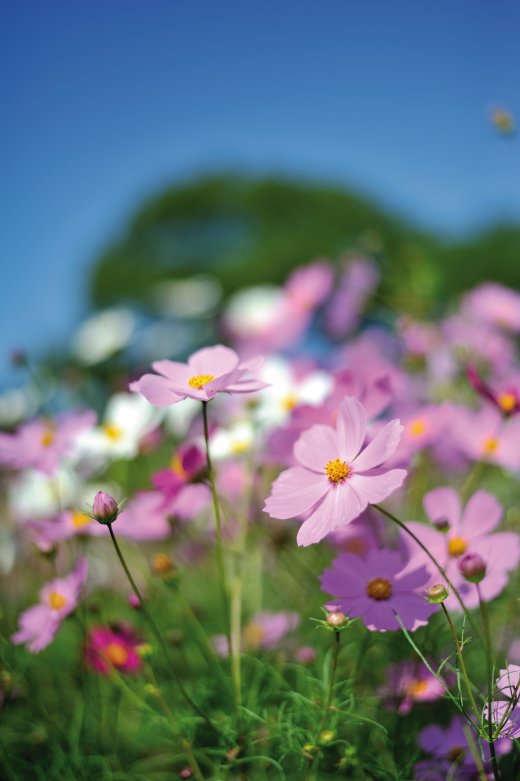 © TOMO - fotolia.com