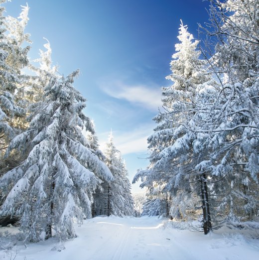 © Jenny Sturm-fotolia.com