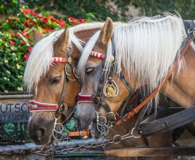 Pferde © pixabay