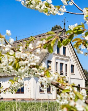 Reetgedecktes Haus im Alten Land &copy; Sven Fuchs - stock.adobe.com